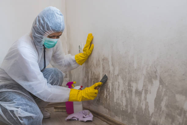 Mold Remediation for Vacation Homes in Cape Girardeau, MO