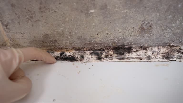 Environmental Consulting for Mold Prevention in Cape Girardeau, MO